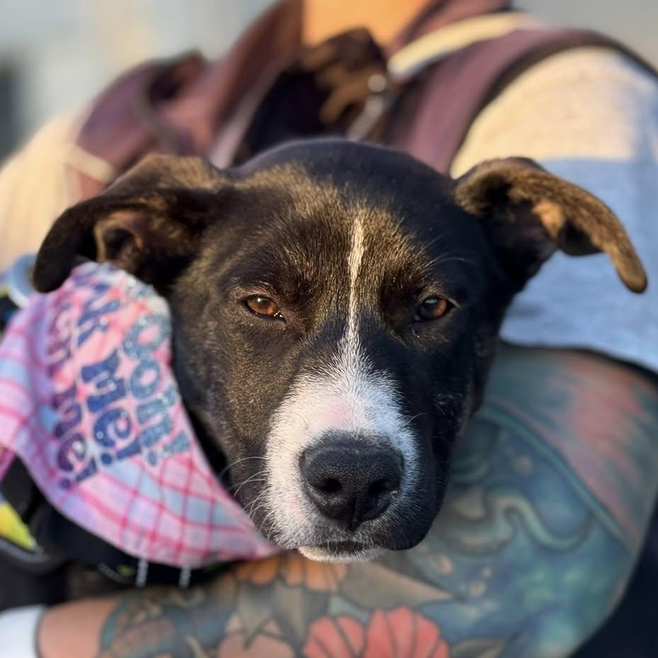 Enlarge Athena, a Adoptable mixed breed in Ayden, NC image 4/6