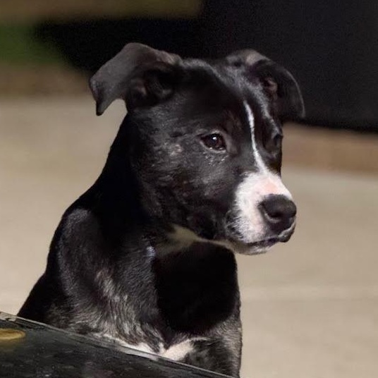 Athena, Adoptable, Puppy Female Siberian Husky & Rottweiler.