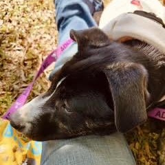 Enlarge Athena, a Adoptable mixed breed in Ayden, NC image 3/6