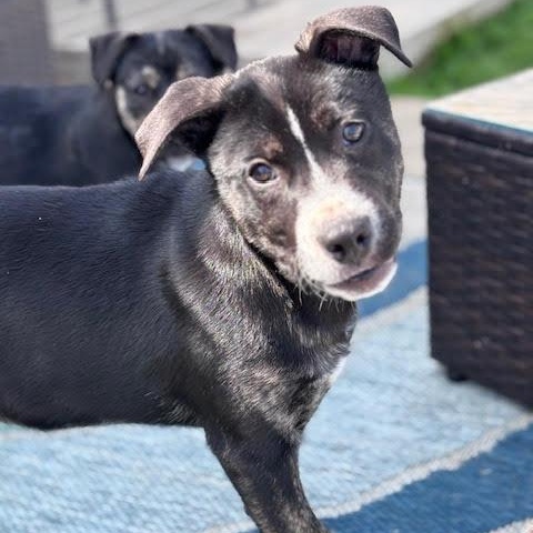 Enlarge Athena, a Adoptable mixed breed in Ayden, NC image 4/6