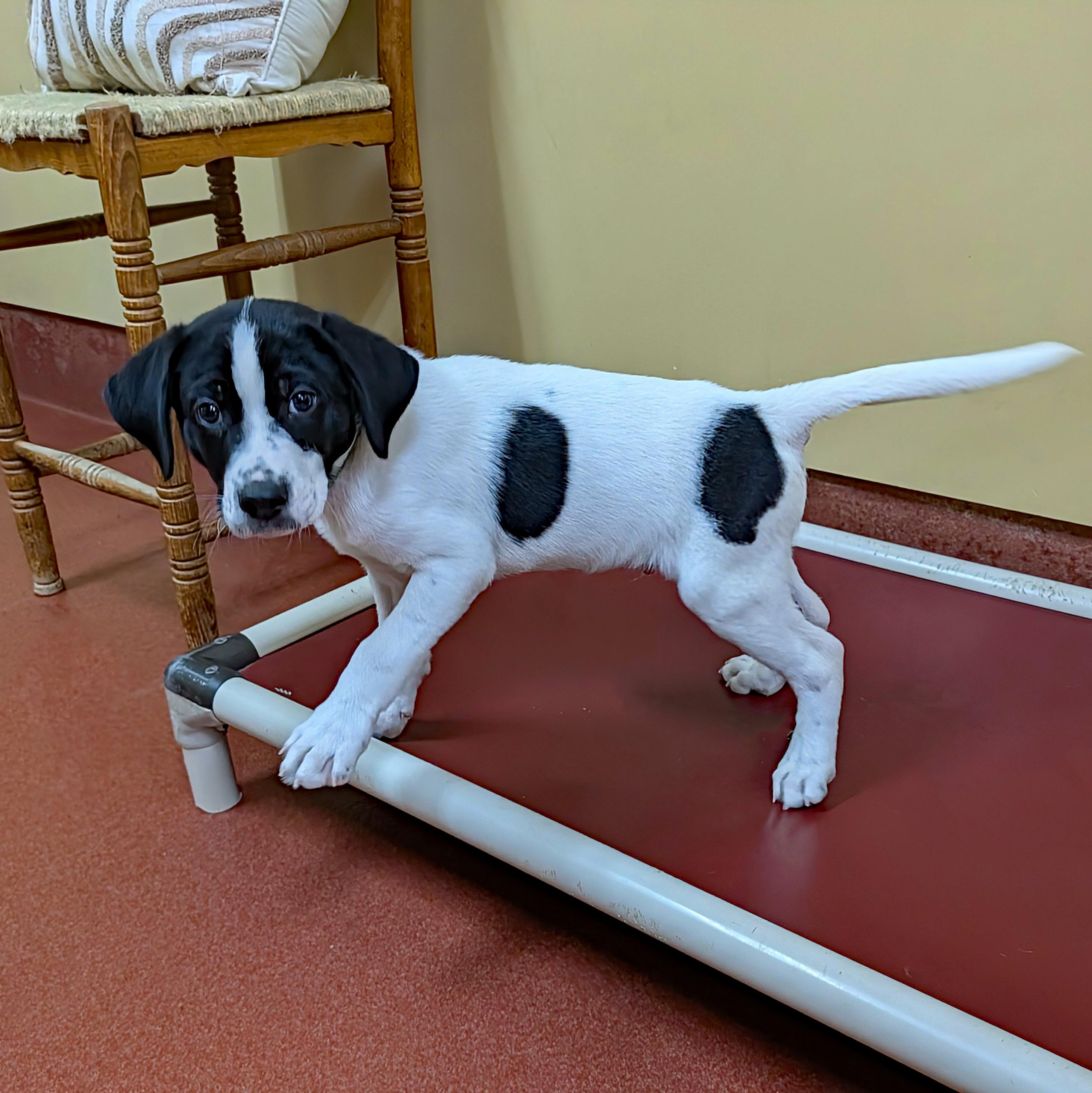 Enlarge Louie, a ADOPTABLE mixed breed in Accident, MD image 3/5