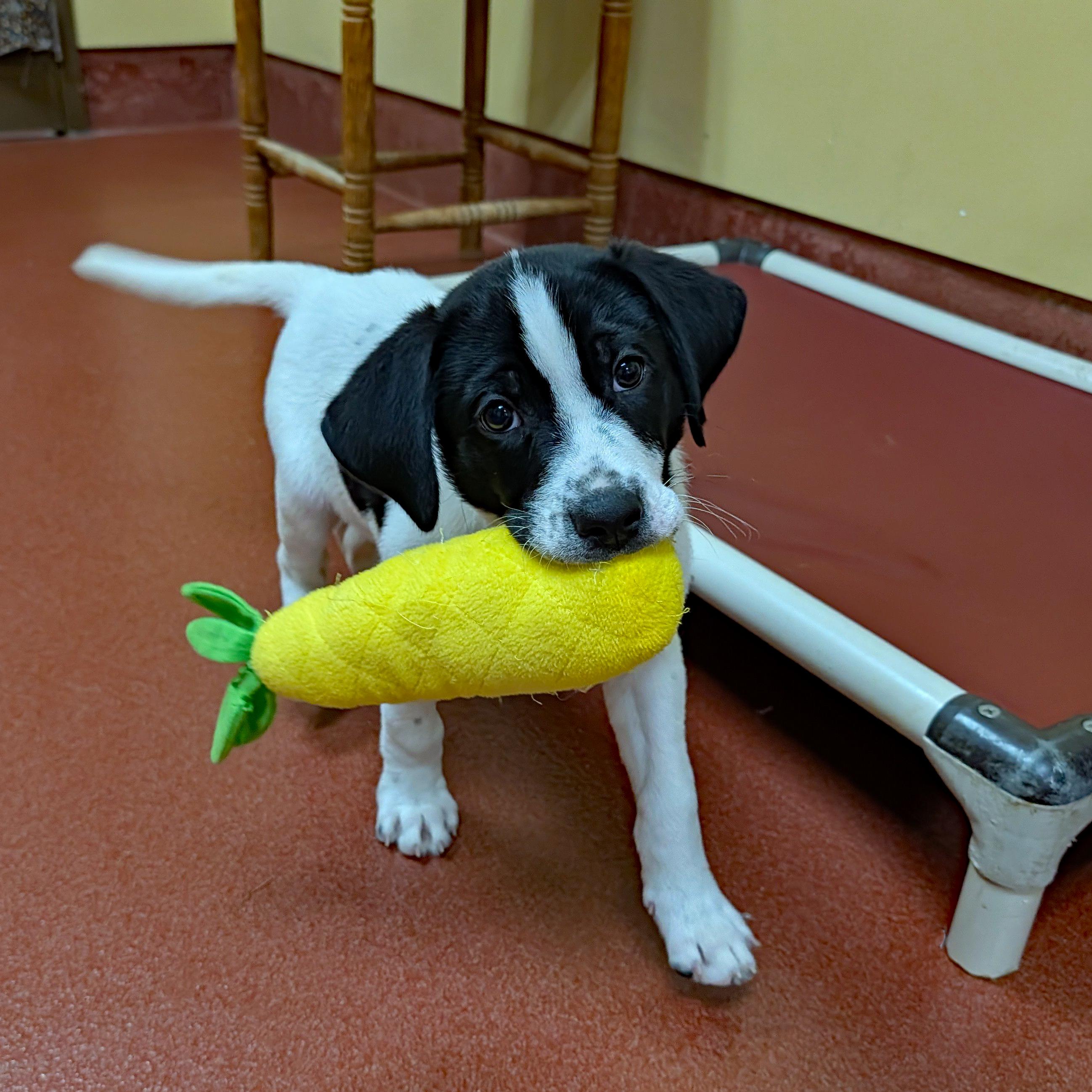Enlarge Louie, a ADOPTABLE mixed breed in Accident, MD image 1/5