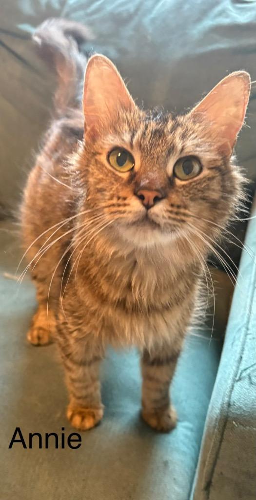 Enlarge Annie, a Adoptable mixed breed in Spring, TX image 1/1