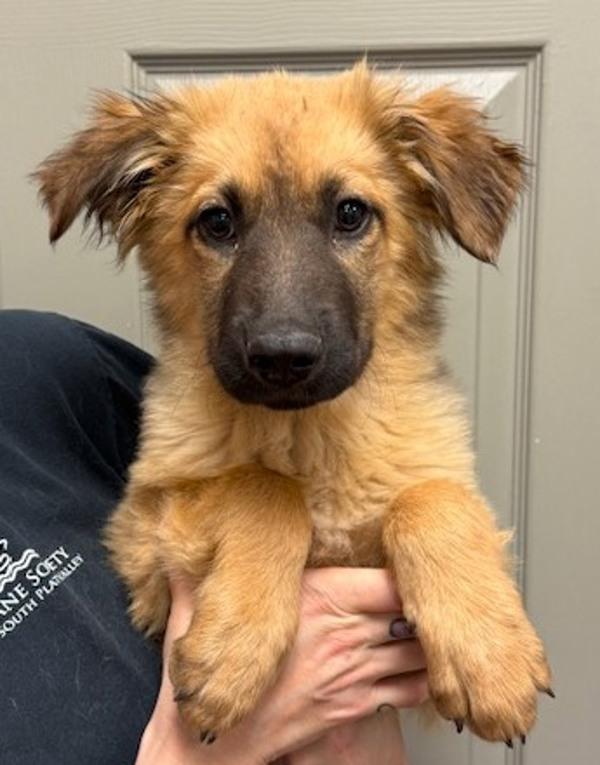 Enlarge Cricket, a Adoptable mixed breed in Littleton, CO image 1/1