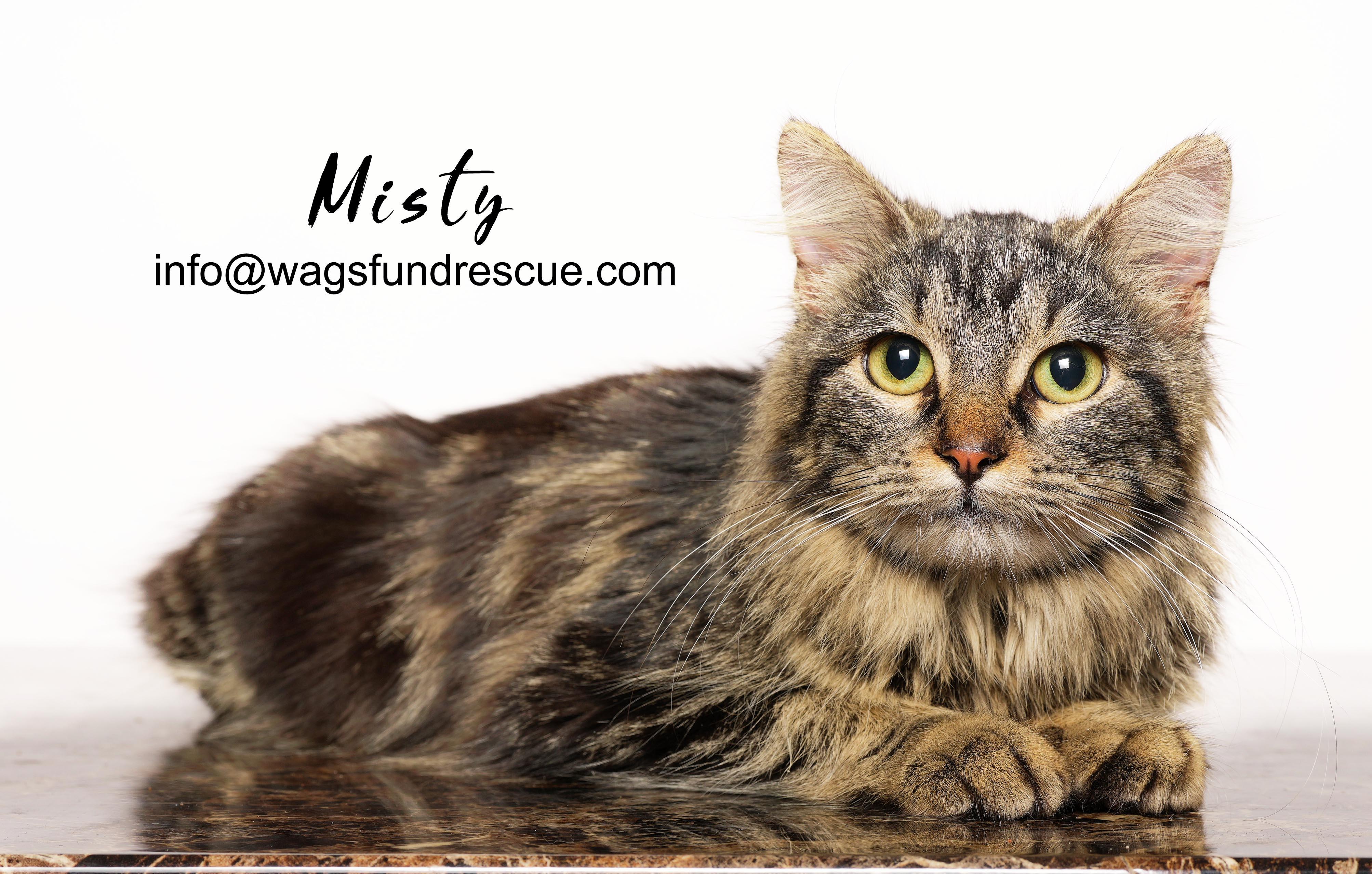 Misty, ADOPTABLE, Kitten Female Maine Coon & Tabby.