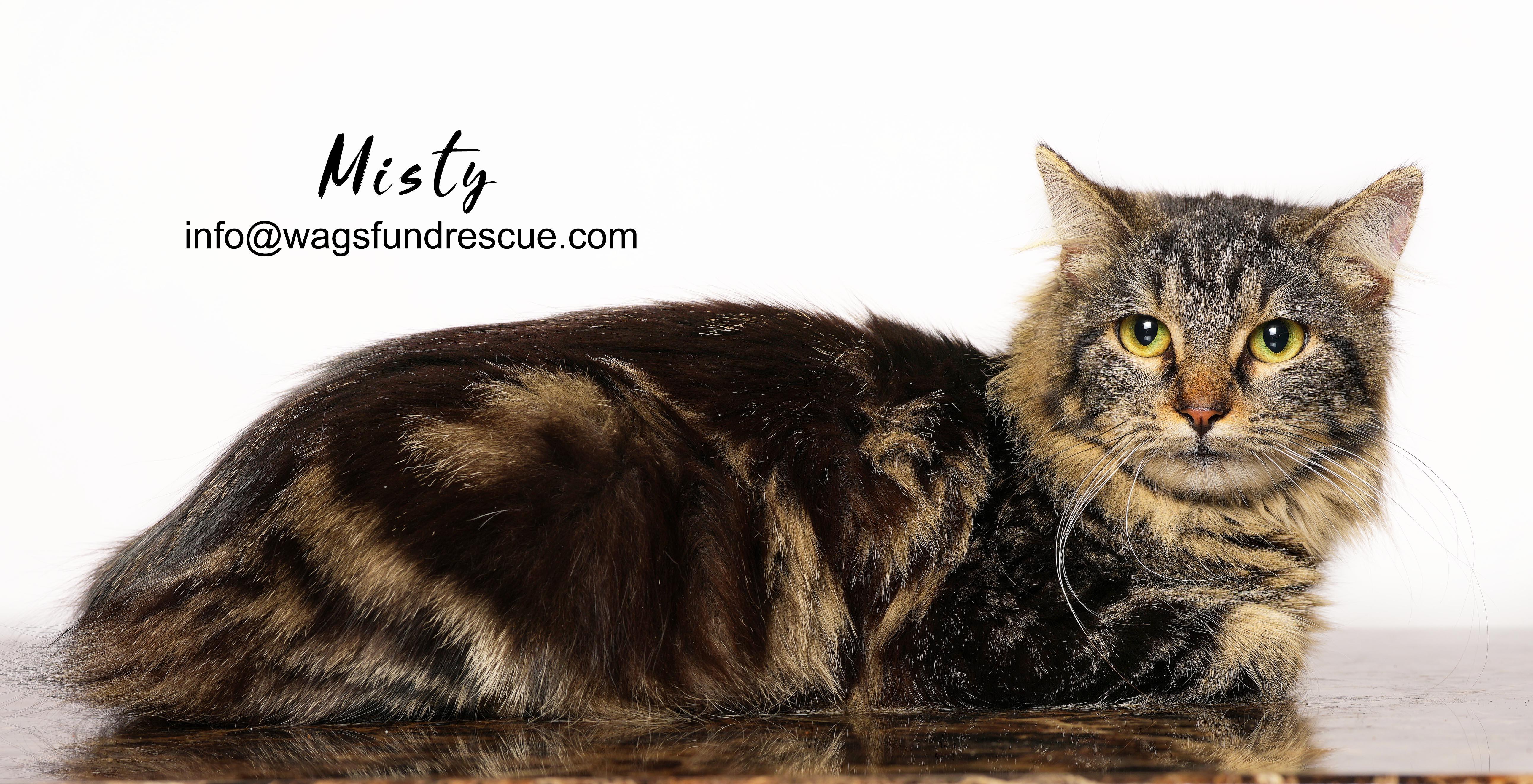 Misty, a ADOPTABLE mixed breed in Houston, TX image 2/3