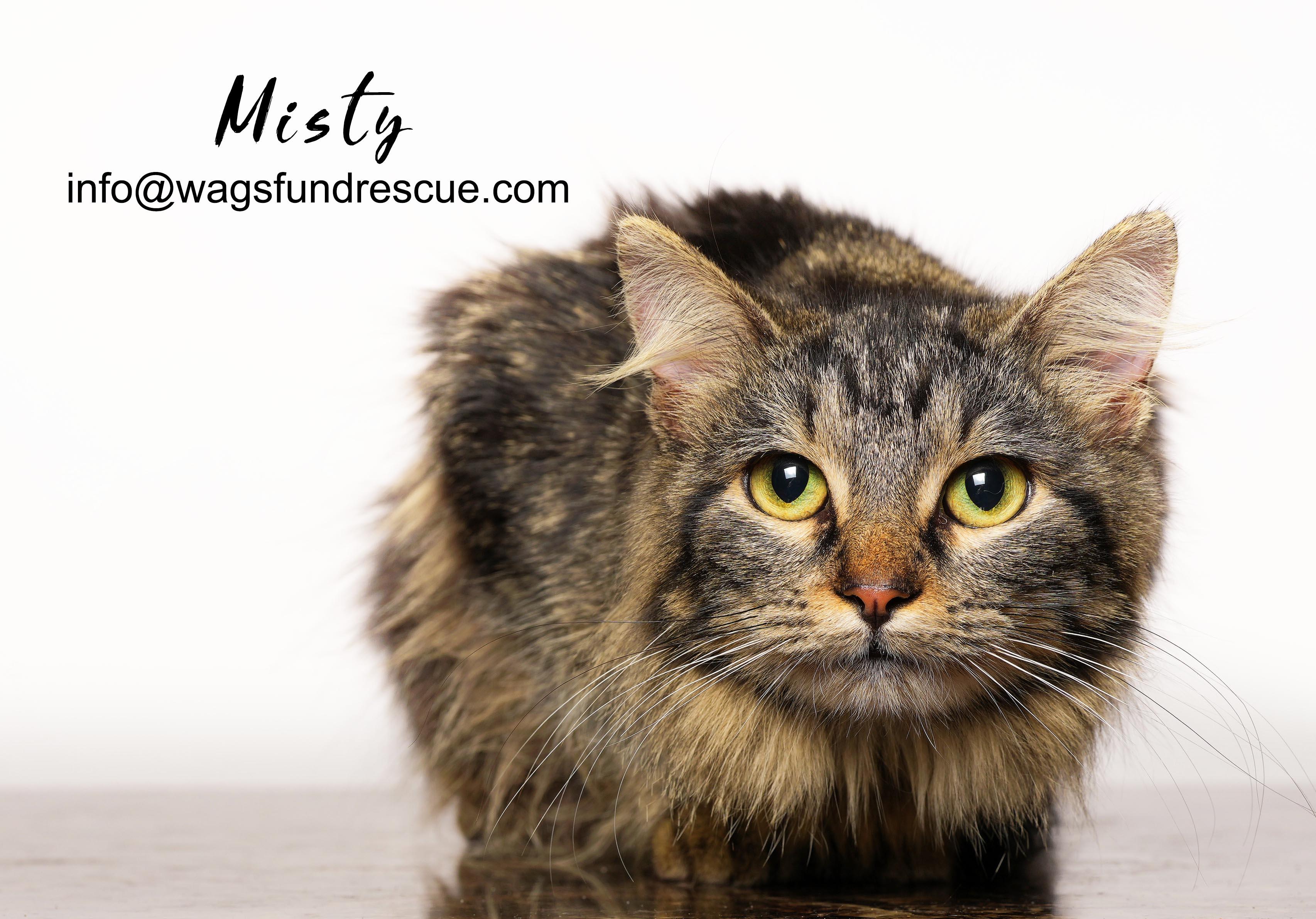 Misty, a ADOPTABLE mixed breed in Houston, TX image 3/3