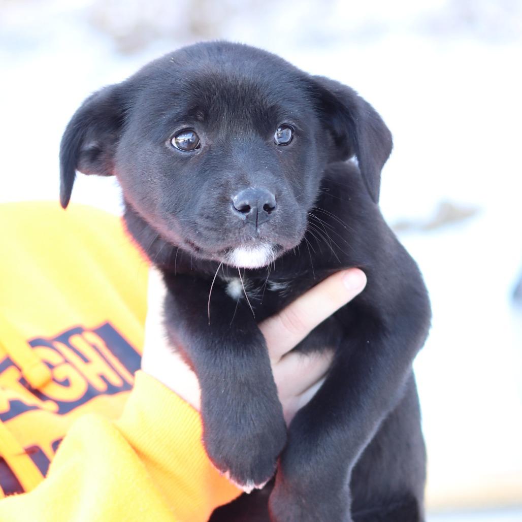 CT Eleven, Adoptable, Puppy Female Labrador Retriever.