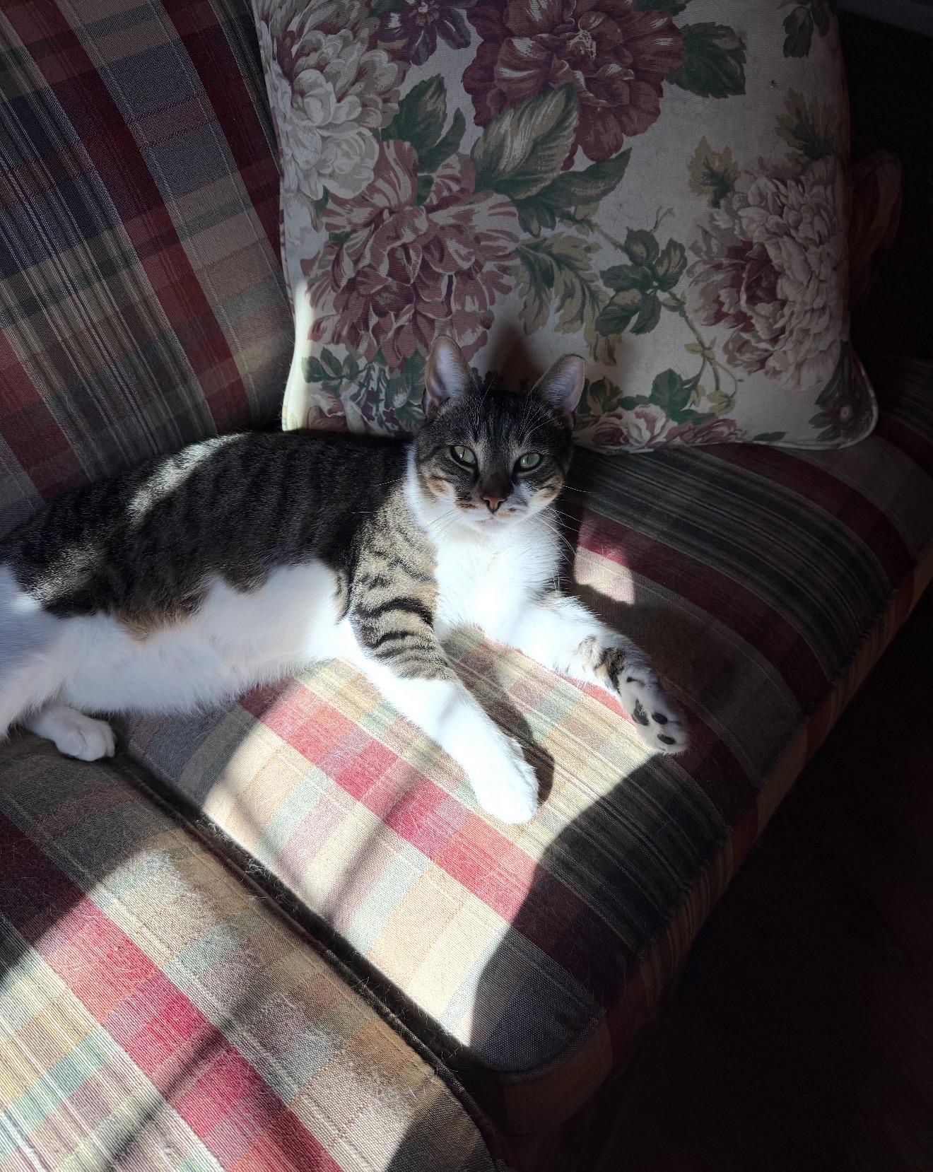 Junior, a Adoptable Domestic Short Hair in Nutley, NJ image 4/5