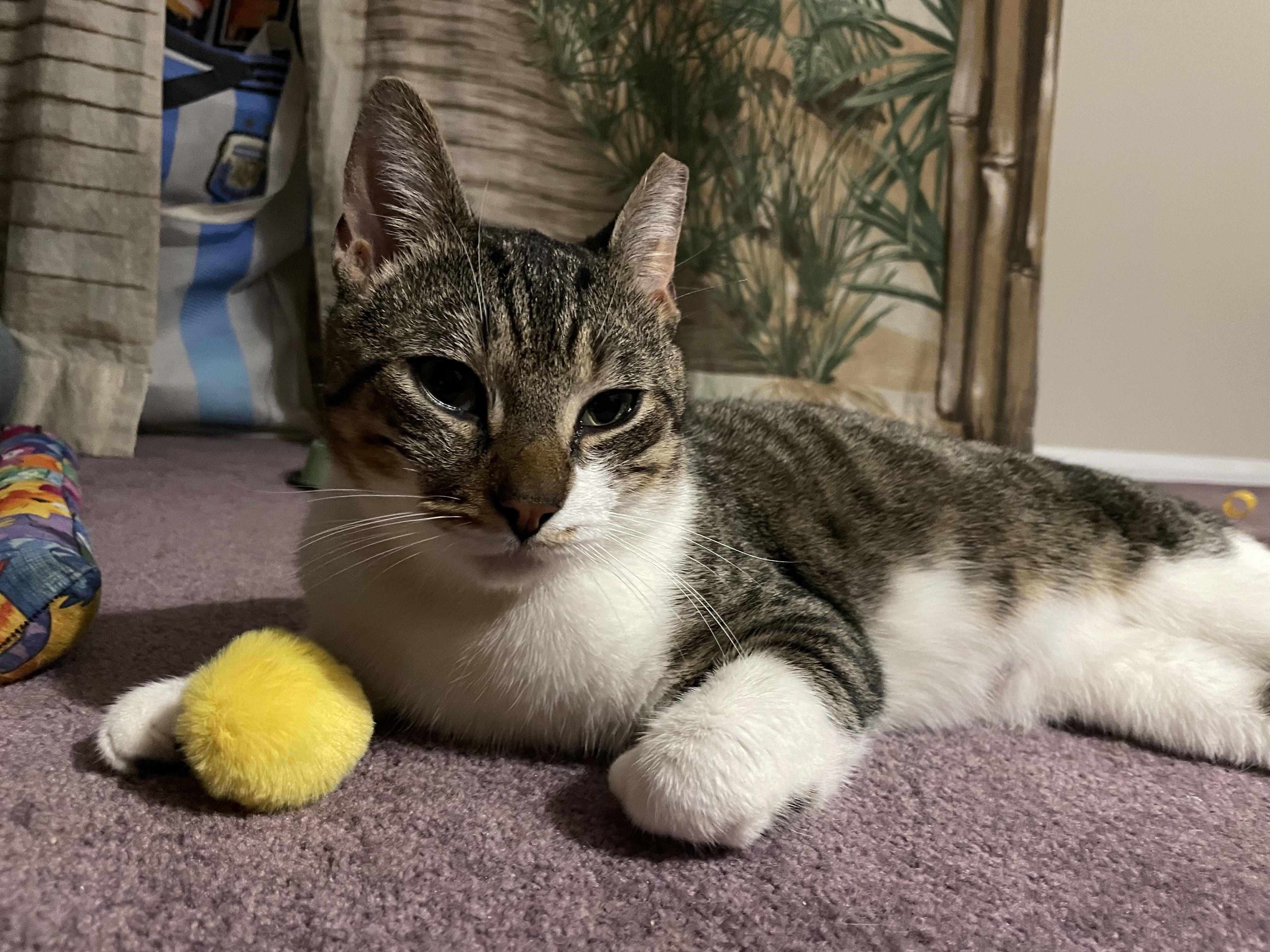 Enlarge Junior, a Adoptable Domestic Short Hair in Nutley, NJ image 2/4