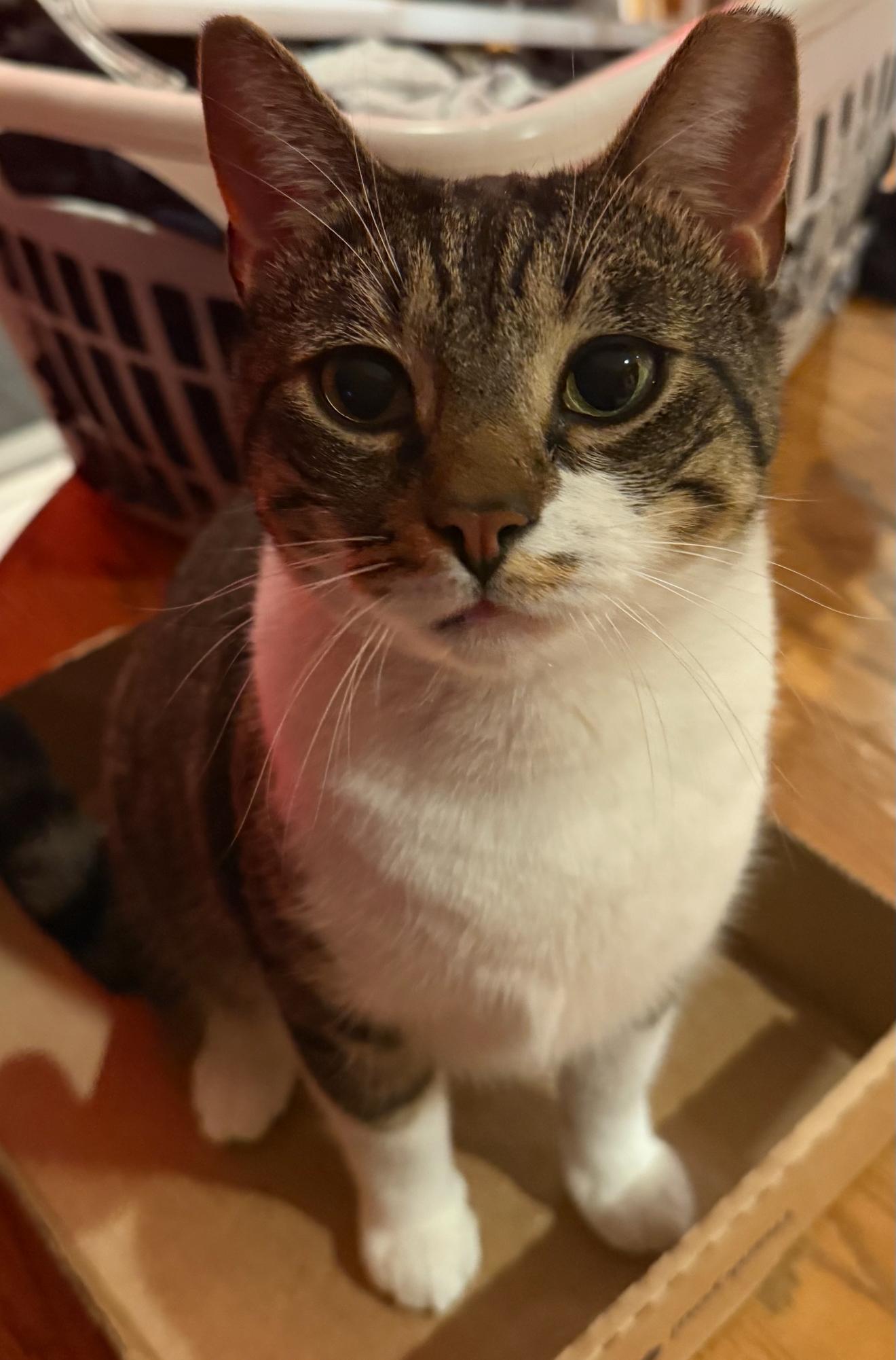 Junior, Adoptable, Adult Male Domestic Short Hair.