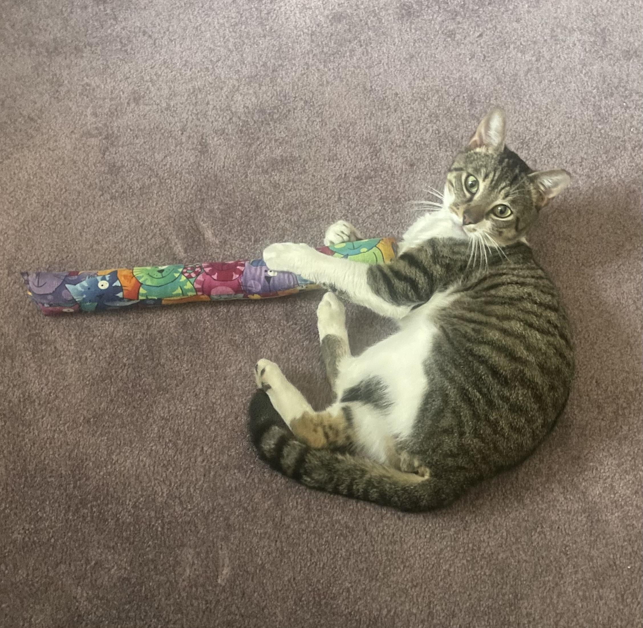 Enlarge Junior, a Adoptable Domestic Short Hair in Nutley, NJ image 3/4