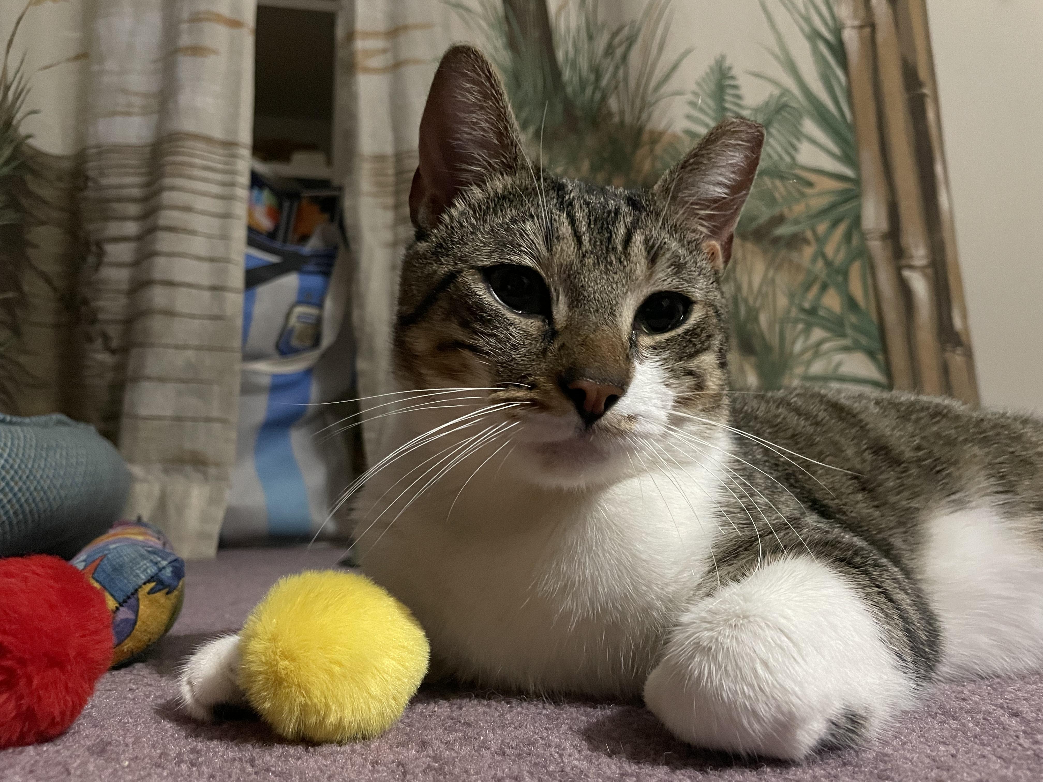 Junior, Adoptable, Adult Male Domestic Short Hair.