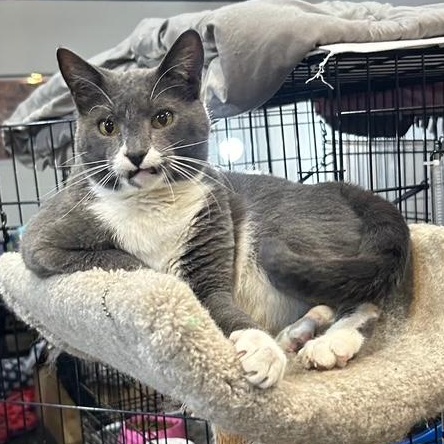 Mister, Adoptable, Senior Male Domestic Short Hair.