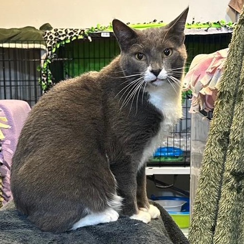 Mister, a Adoptable Domestic Short Hair in Devils Lake, ND image 2/9