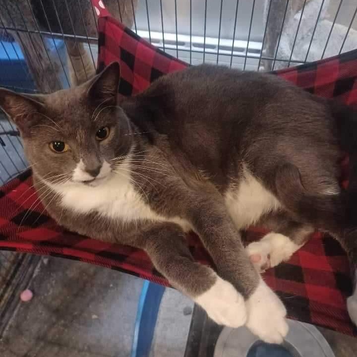 Mister, Adoptable, Senior Male Domestic Short Hair.