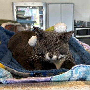 Mister, Adoptable, Senior Male Domestic Short Hair.