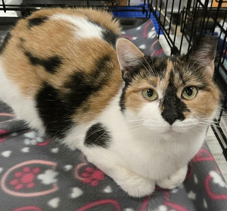 Gummi Bear, a Adoptable Calico in Norwood, OH image 1/2