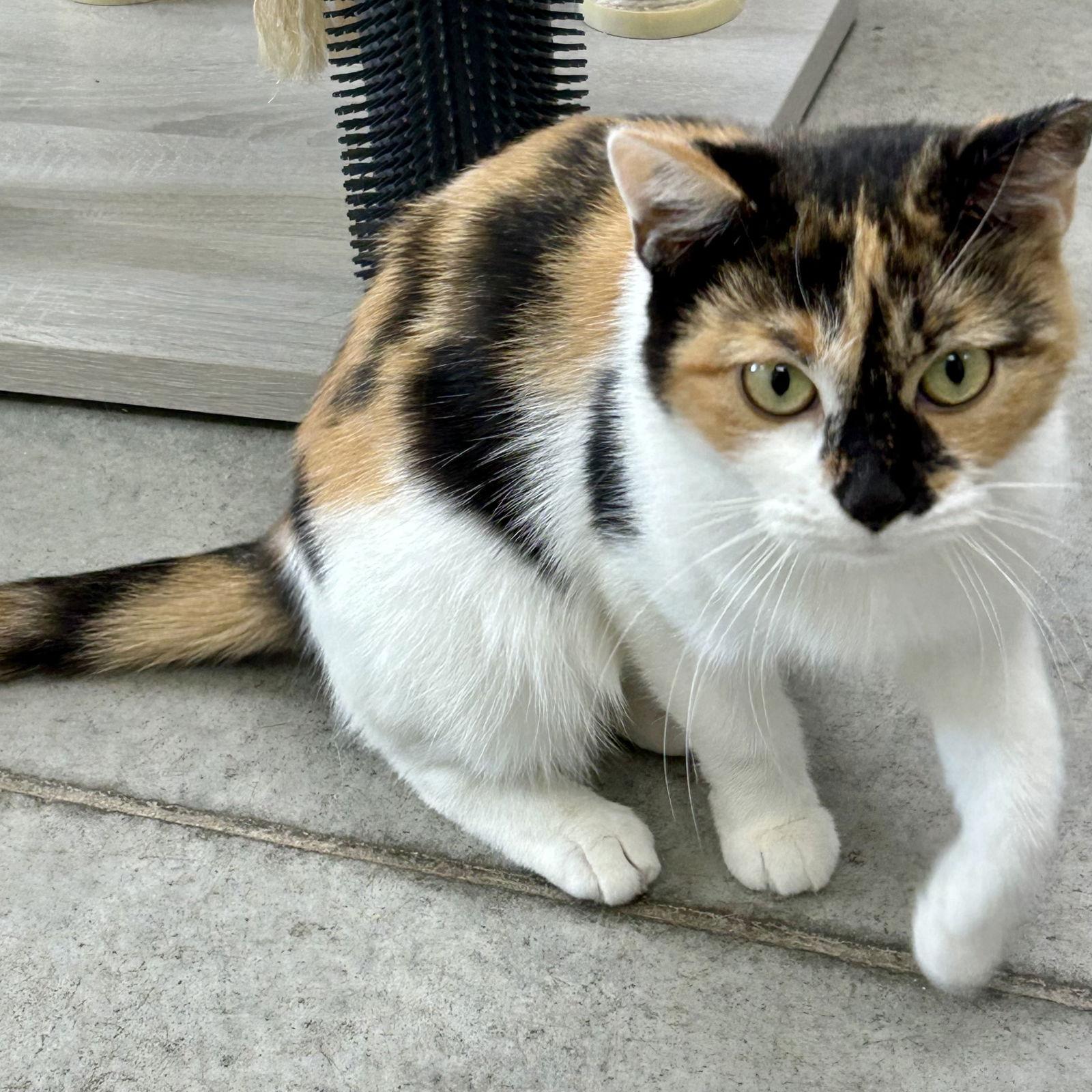 Enlarge Gummi Bear, a Adoptable Calico in Norwood, OH image 1/2