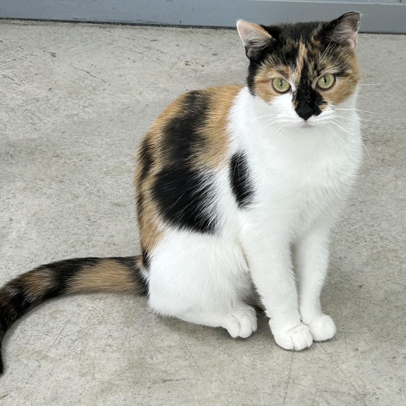 Enlarge Gummi Bear, a Adoptable Calico in Norwood, OH image 2/2