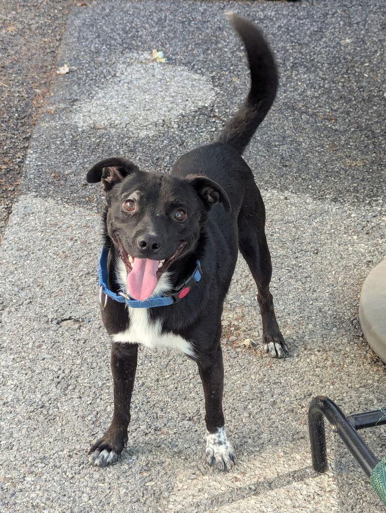 AAD New Arrival!  Beeper - 26166, Adoptable, Adult Male Australian Kelpie.