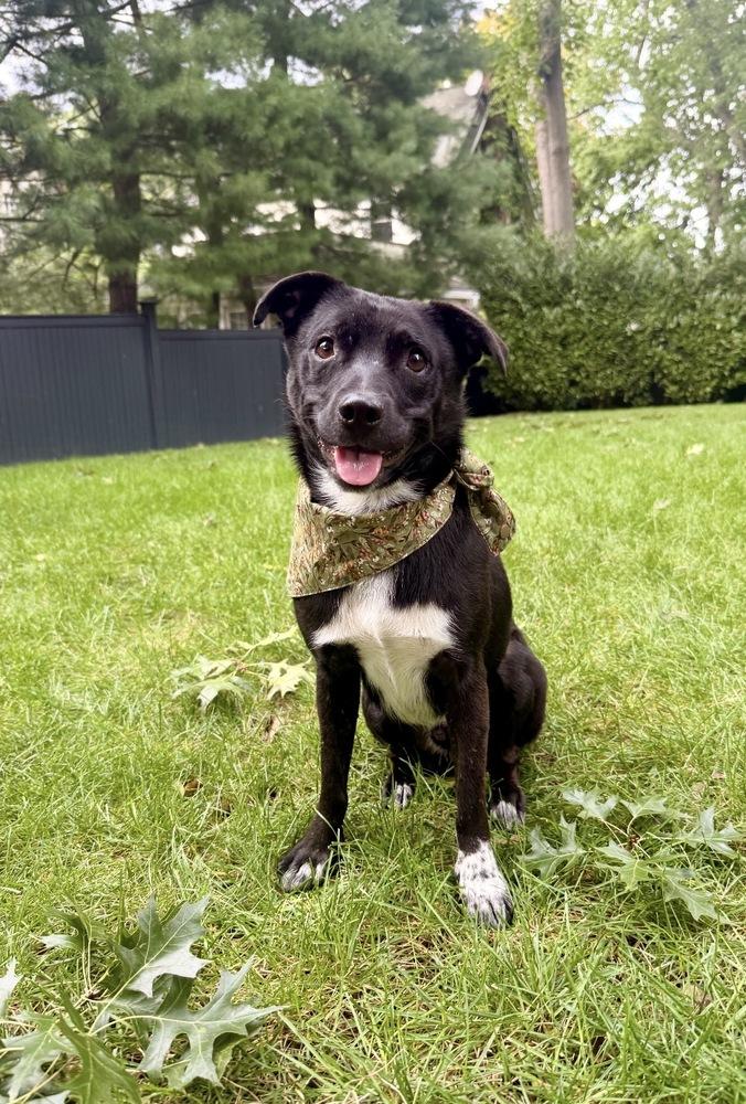 Enlarge AAD New Arrival!  Beeper - 26166, a Adoptable mixed breed in Armonk, NY image 2/4
