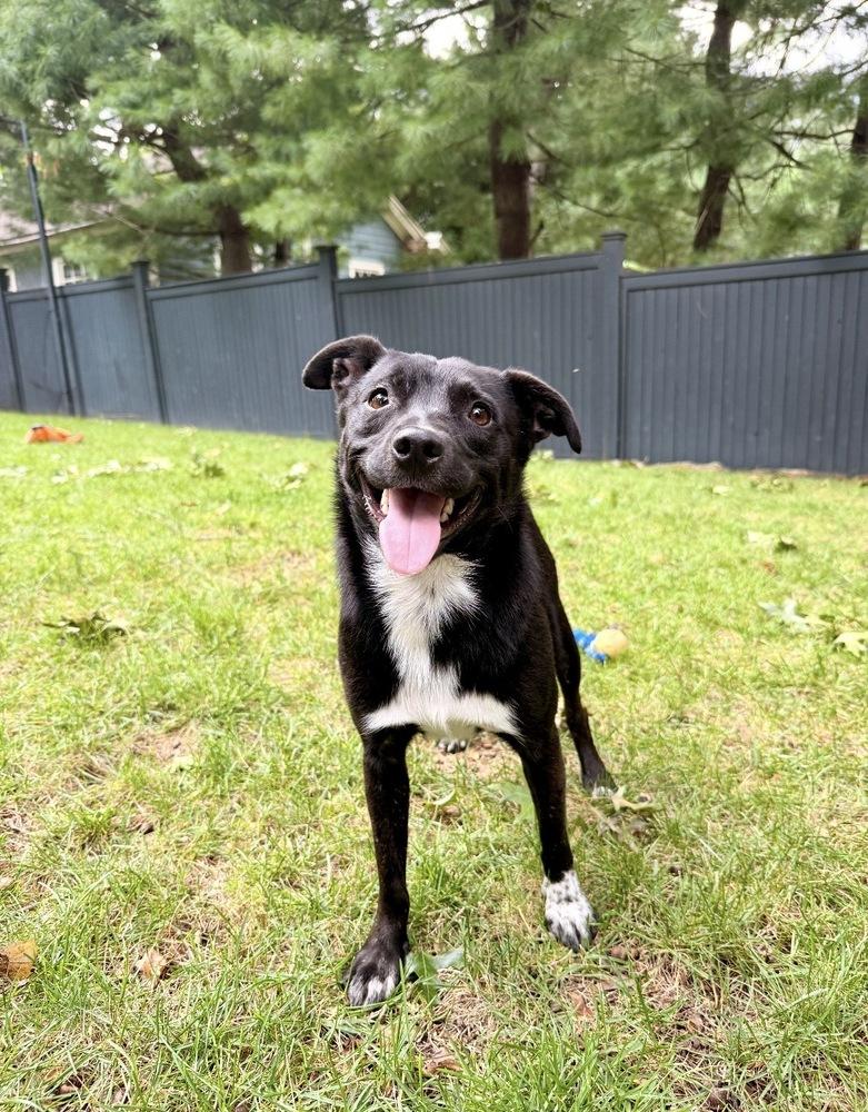 Enlarge AAD New Arrival!  Beeper - 26166, a Adoptable mixed breed in Armonk, NY image 3/4