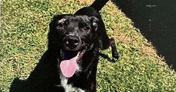 Enlarge AAD New Arrival!  Beeper - 26166, a Adoptable mixed breed in Armonk, NY image 4/4