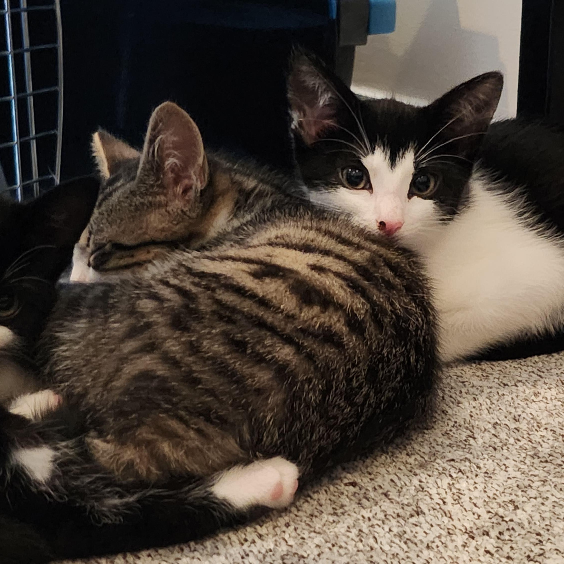 Dill and Oregano (Bonded Pair), Baby Female Domestic Short Hair