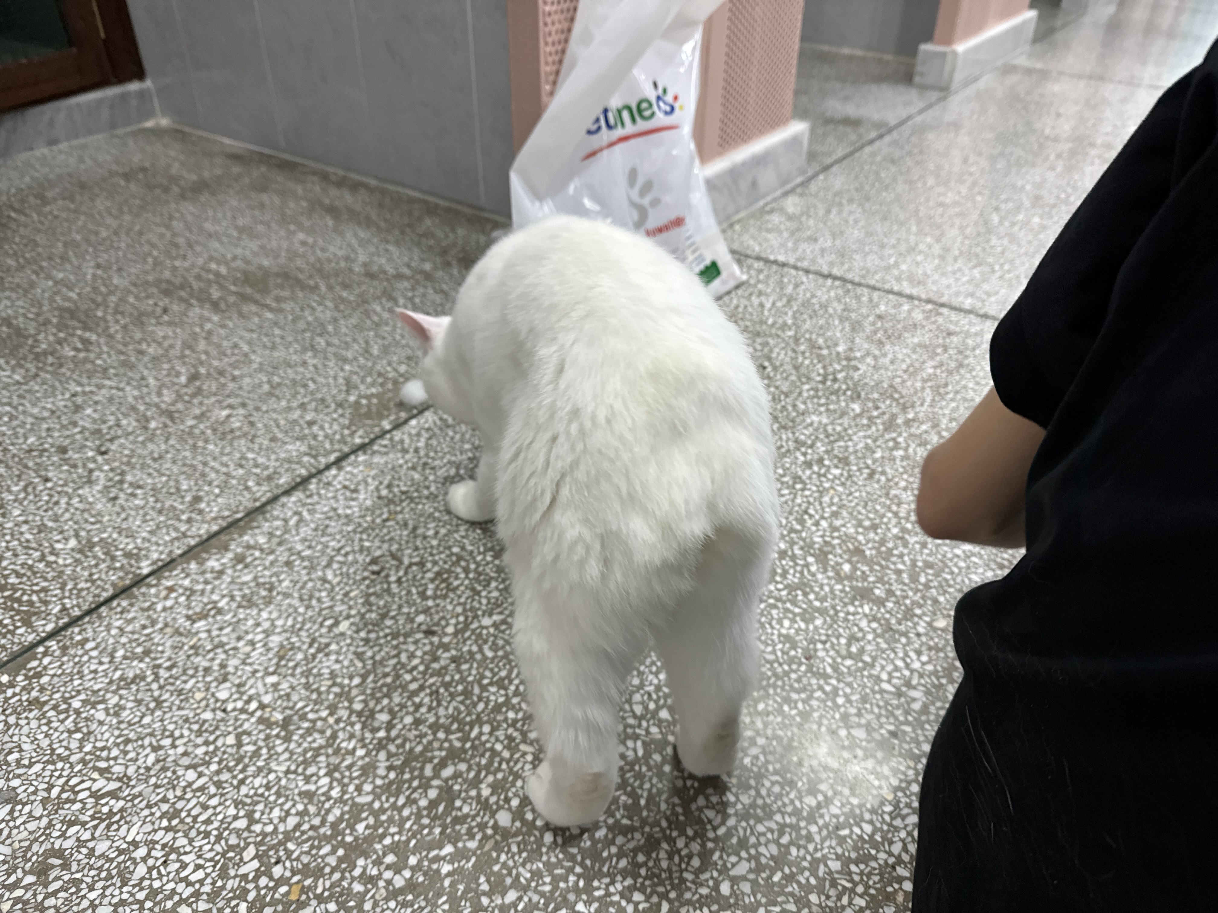 Enlarge Amir loving bunny cat, a Adopted Domestic Short Hair in New York, NY image 5/7
