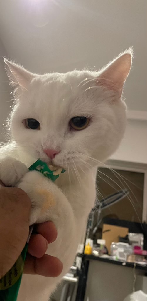 Enlarge Amir loving bunny cat, a Adopted Domestic Short Hair in New York, NY image 7/7