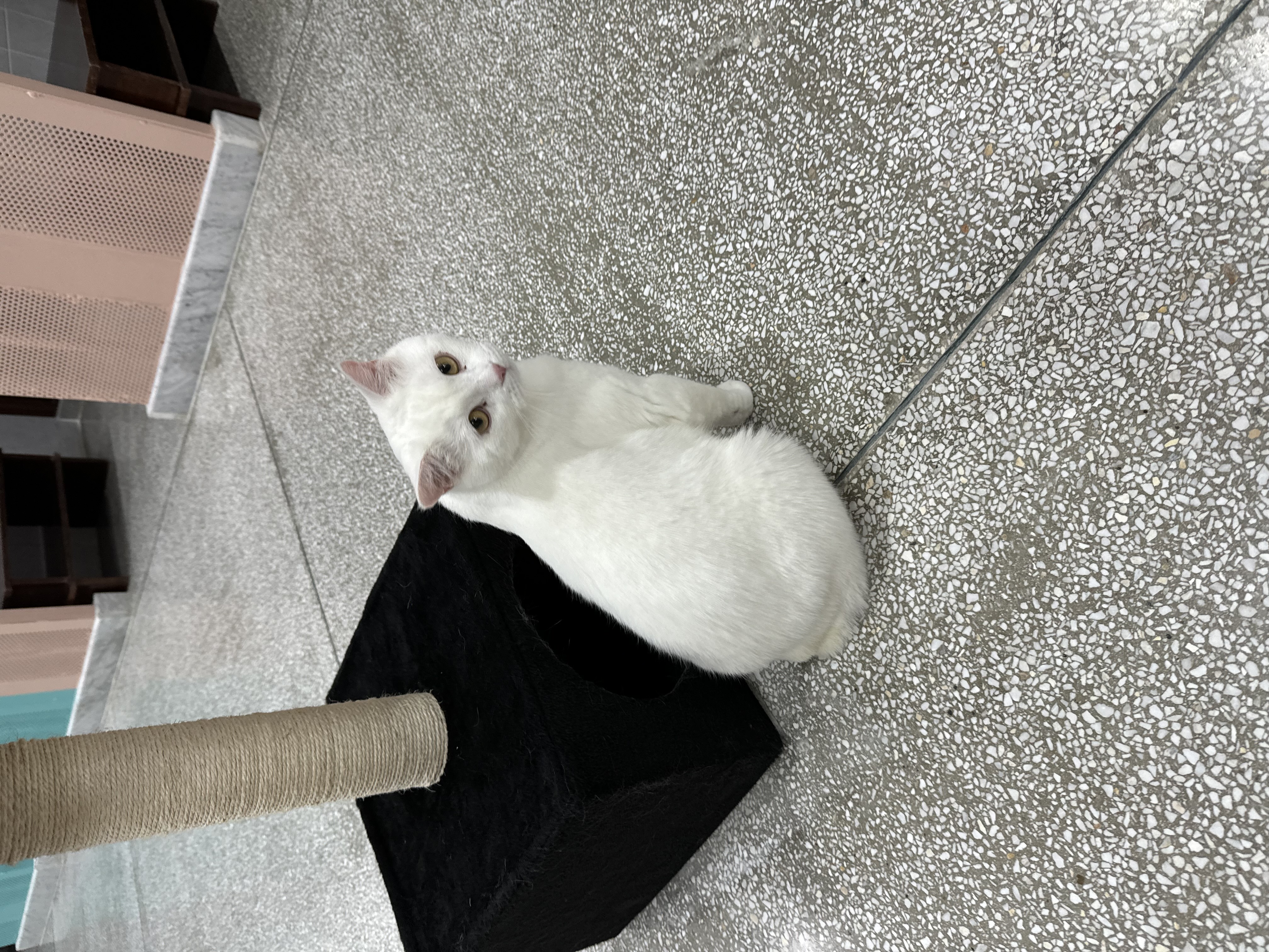 Enlarge Amir loving bunny cat, a Adopted Domestic Short Hair in New York, NY image 1/7