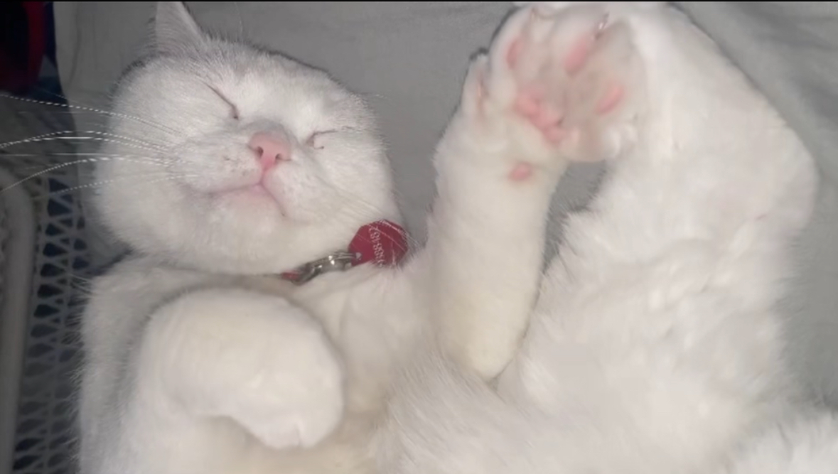 Enlarge Amir loving bunny cat, a Adopted Domestic Short Hair in New York, NY image 2/7