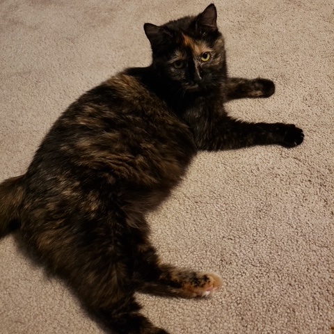 Hazel (Bonded with Sophie), a Adoptable Domestic Short Hair in Hudsonville, MI image 3/4