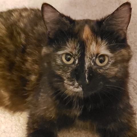 Hazel (Bonded with Sophie), a Adoptable Domestic Short Hair in Hudsonville, MI image 4/4