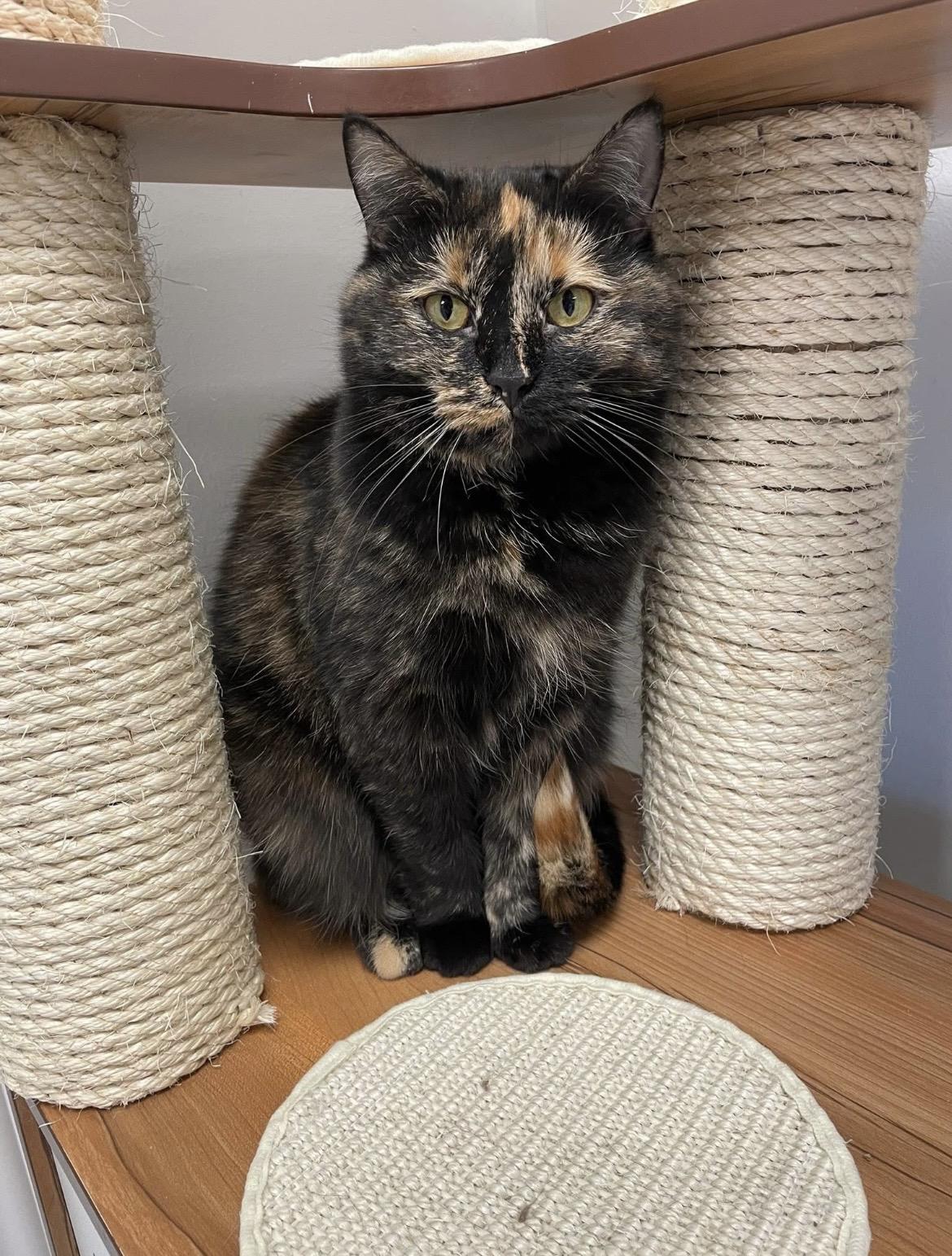Hazel (Bonded with Sophie), Adoptable, Adult Female Domestic Short Hair.