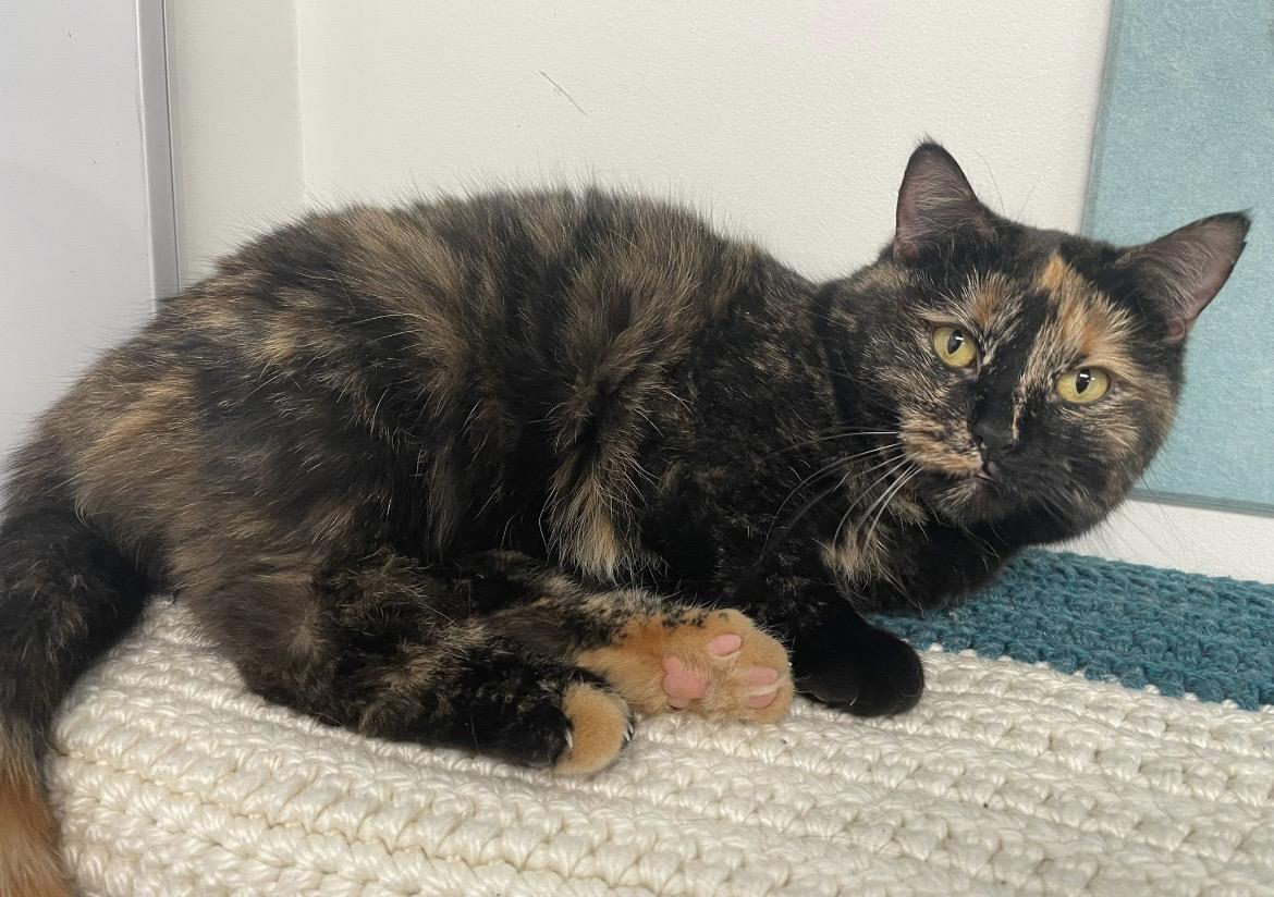 Enlarge Hazel (Bonded with Sophie), a Adoptable Domestic Short Hair in Hudsonville, MI image 6/6