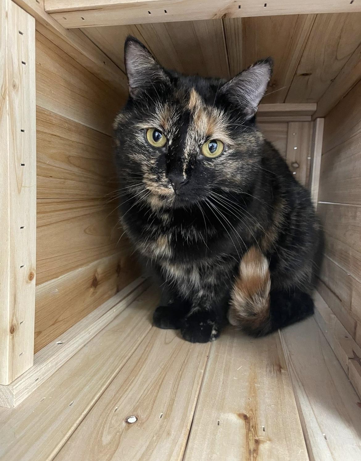 Enlarge Hazel (Bonded with Sophie), a Adoptable Domestic Short Hair in Hudsonville, MI image 2/6