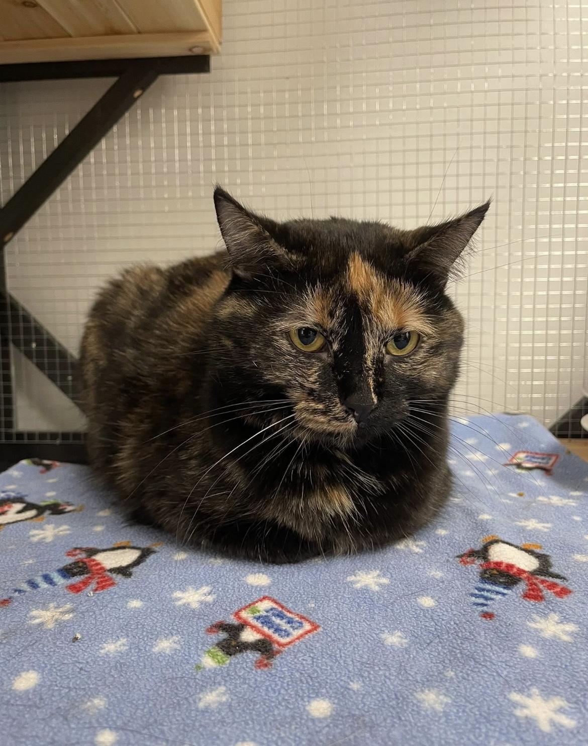 Hazel (Bonded with Sophie), a Adoptable Domestic Short Hair in Hudsonville, MI image 1/4