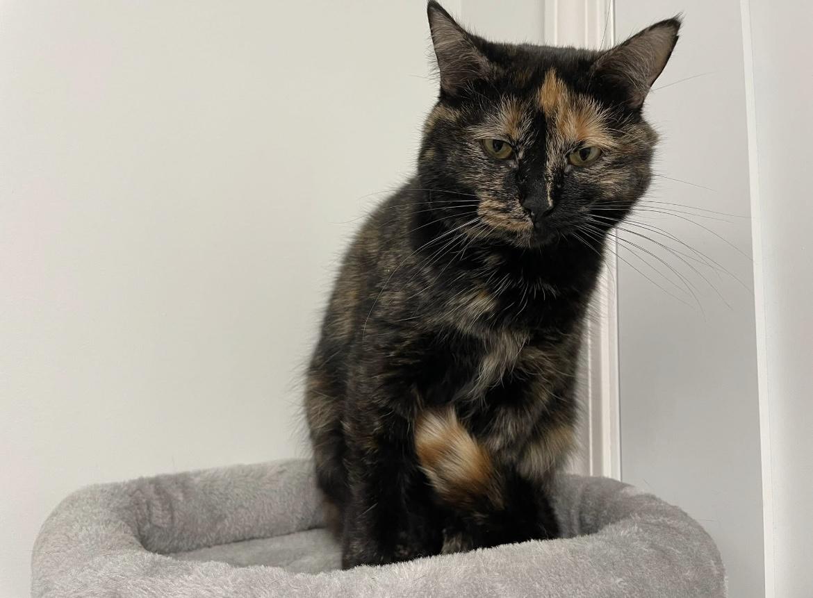 Hazel (Bonded with Sophie) — thumbnail 5