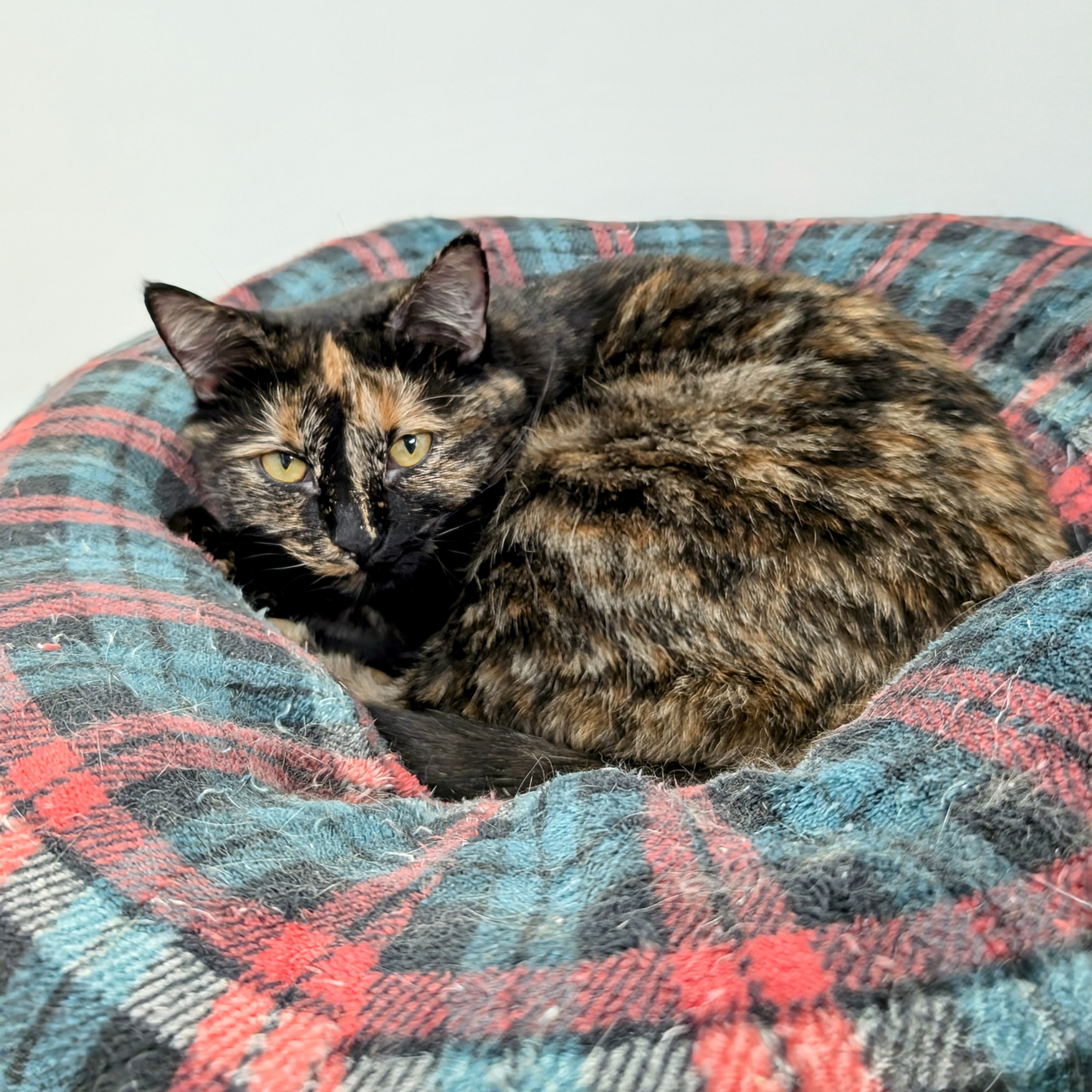 Hazel (Bonded with Sophie), a Adoptable Domestic Short Hair in Hudsonville, MI image 2/4
