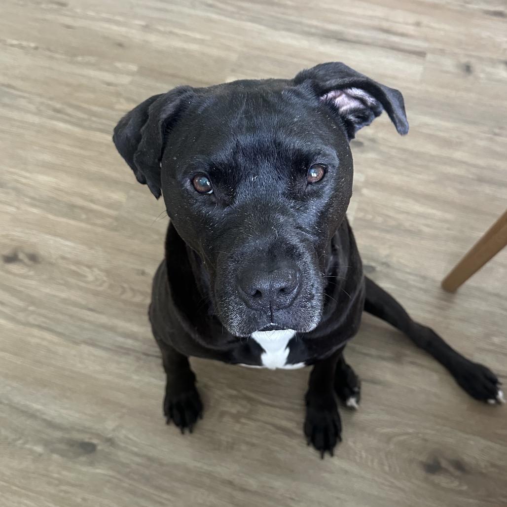 Enlarge Alaska, a Adoptable Mixed Breed in Duck River, TN image 2/2