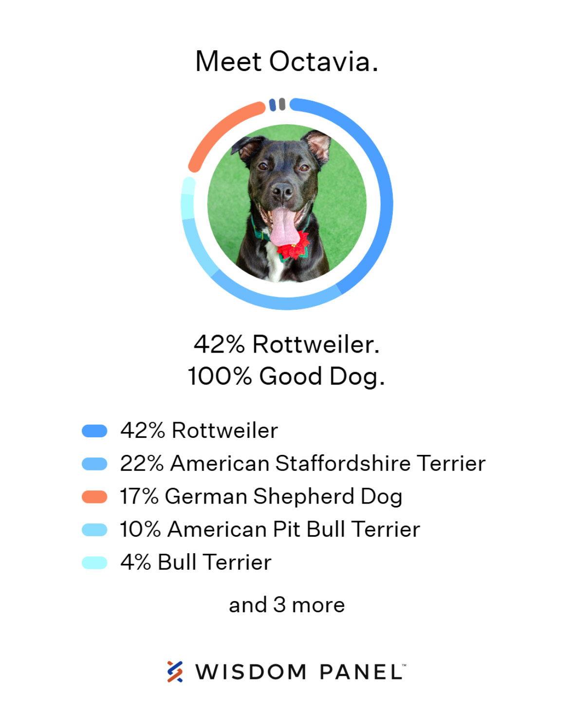 Enlarge Octavia, a Adoptable mixed breed in Burlingame, CA image 1/3
