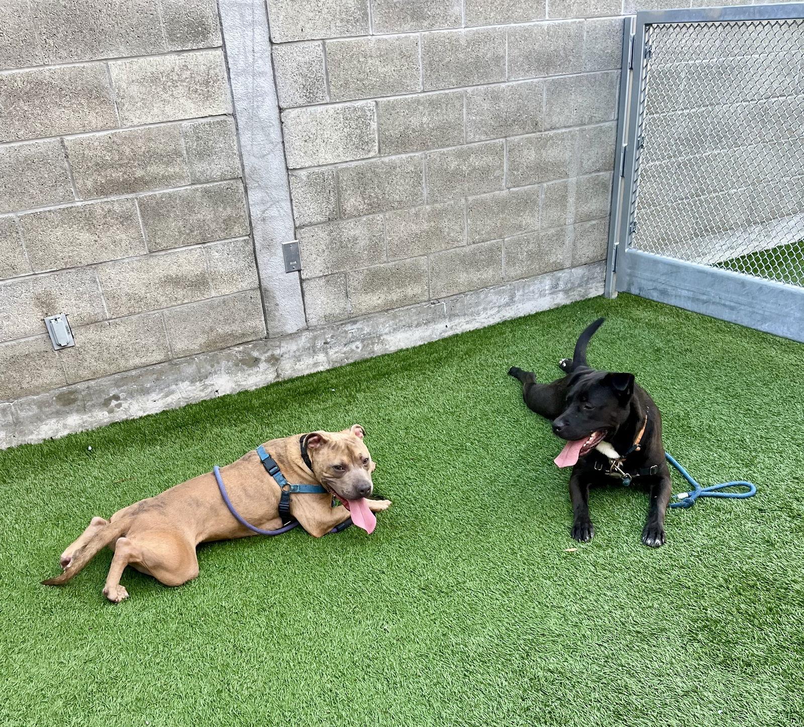 Octavia, Adoptable, Adult Female Rottweiler & Staffordshire Bull Terrier.