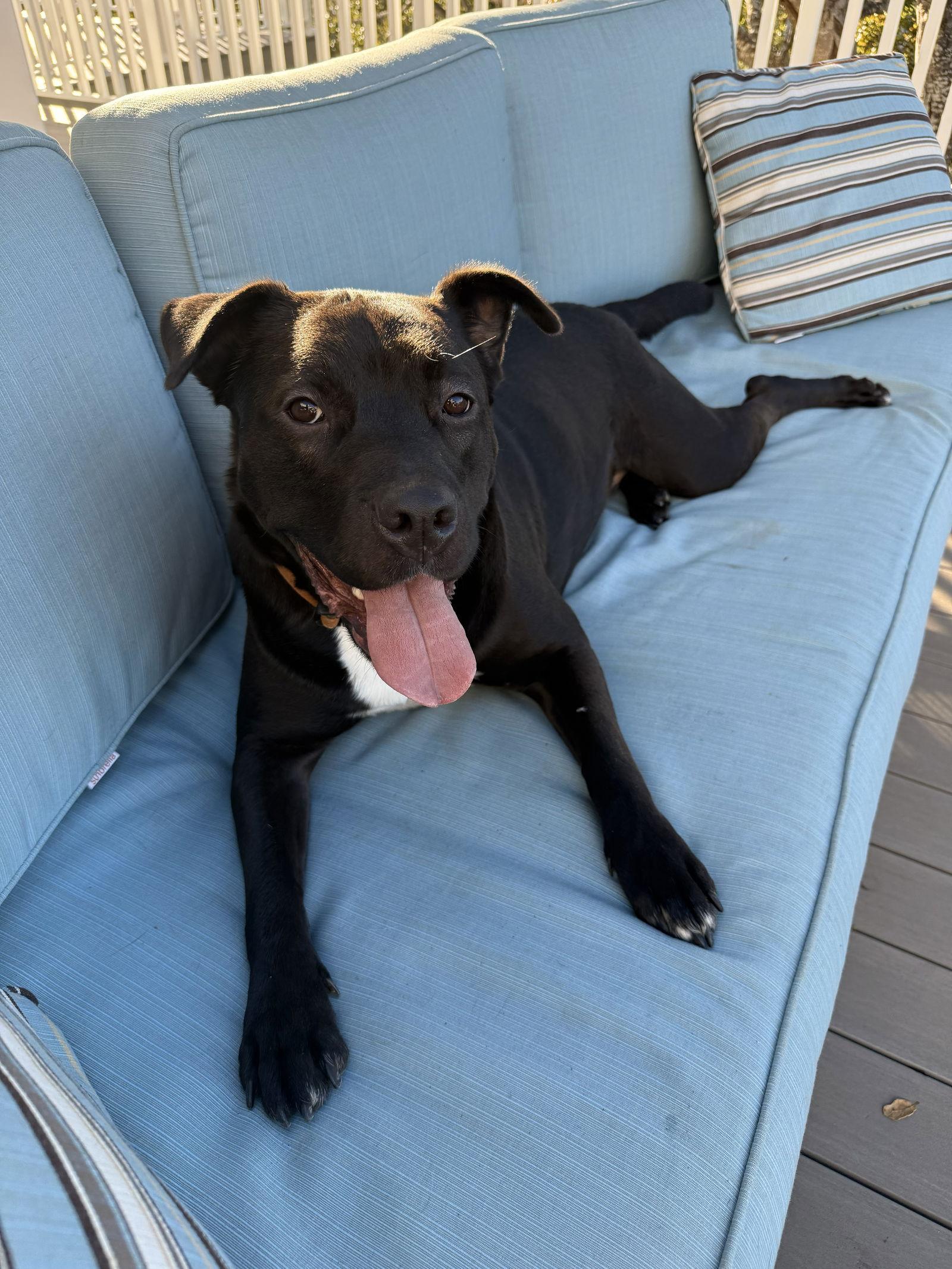 Octavia — thumbnail 2