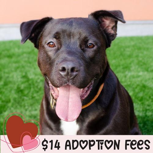 Enlarge Octavia, a Adoptable mixed breed in Burlingame, CA image 3/3