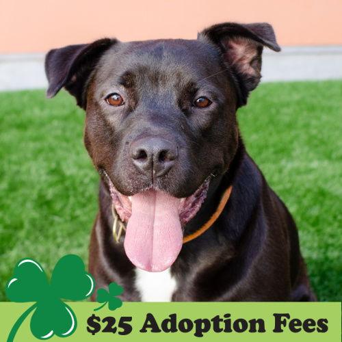 Octavia, a Adoptable mixed breed in Burlingame, CA image 3/3