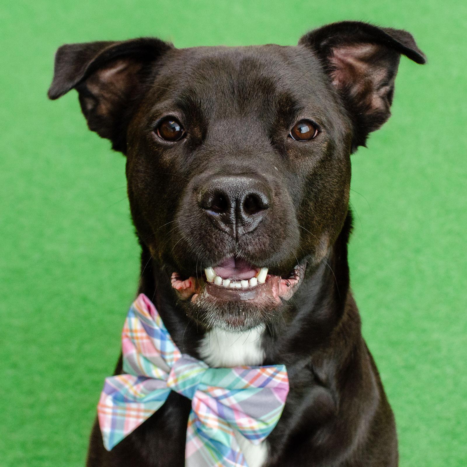 Enlarge Octavia, a Adoptable mixed breed in Burlingame, CA image 2/3