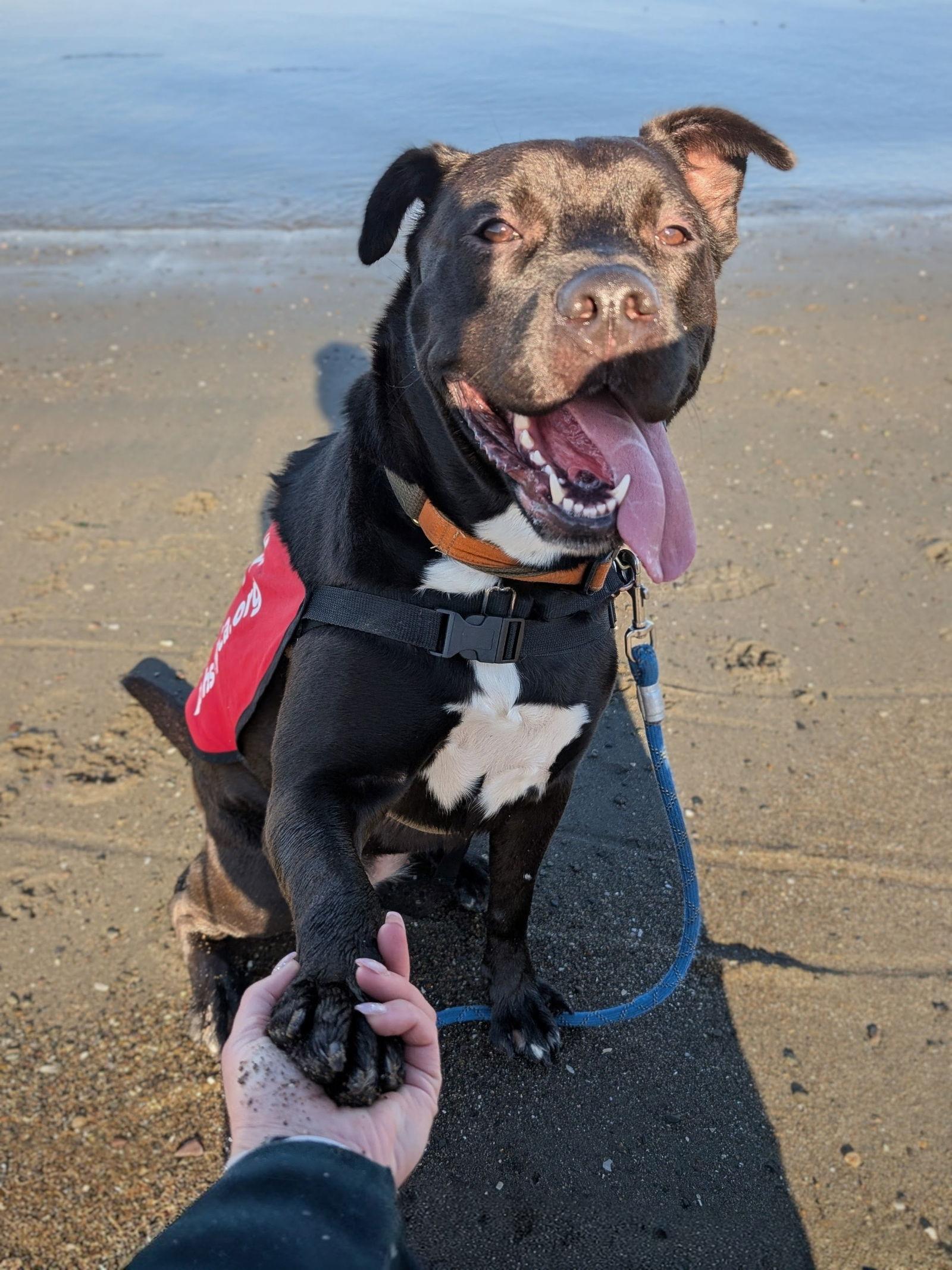 Enlarge Octavia, a Adoptable mixed breed in Burlingame, CA image 3/3