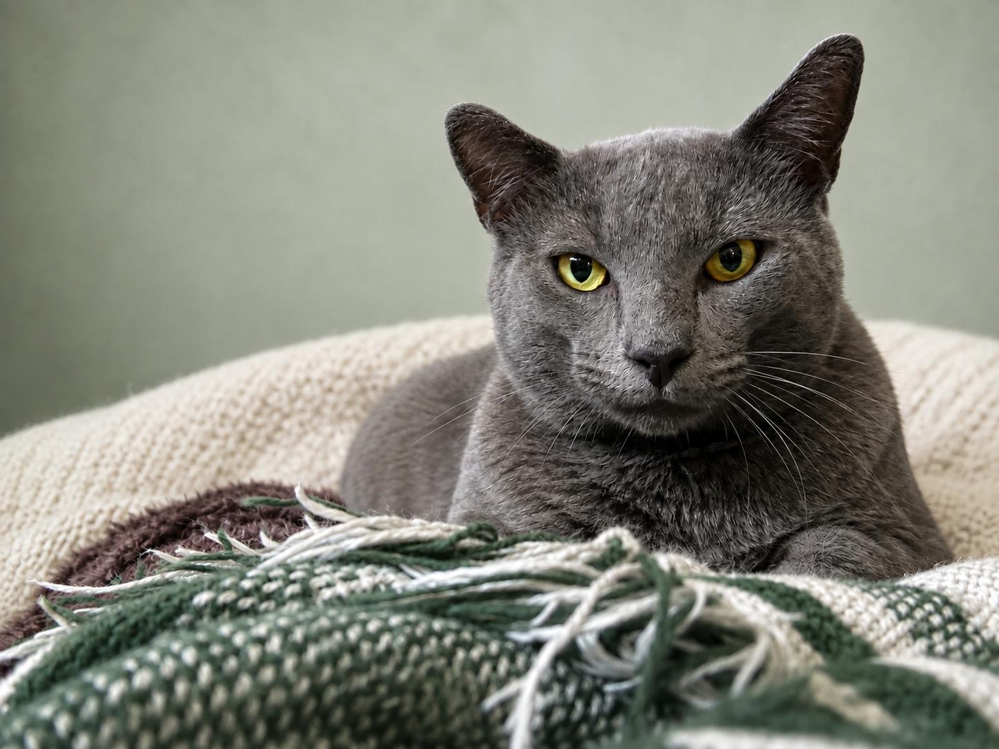 Meet Goodman-Biscuit Making Professional, a Adoptable Domestic Short Hair in Laurel, MD image 4/6